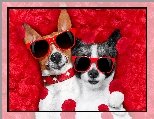 Okulary, Chihuahua krótkowłosa, Jack Russell terrier, Śmieszne